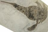 Eurypterus (Sea Scorpion) Fossil - New York #310222-1